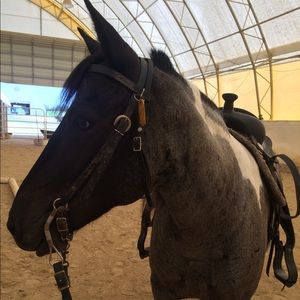 In search of horse tack!